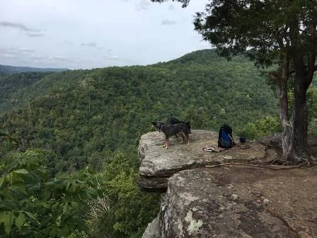 Bolar fire tower