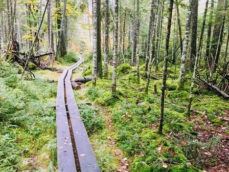 Deer Pond Loop