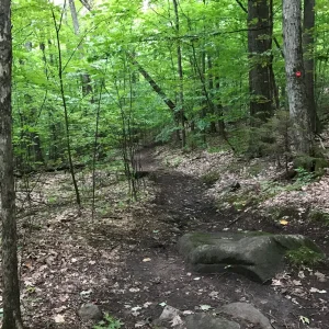 Shared trail with mountain bikes