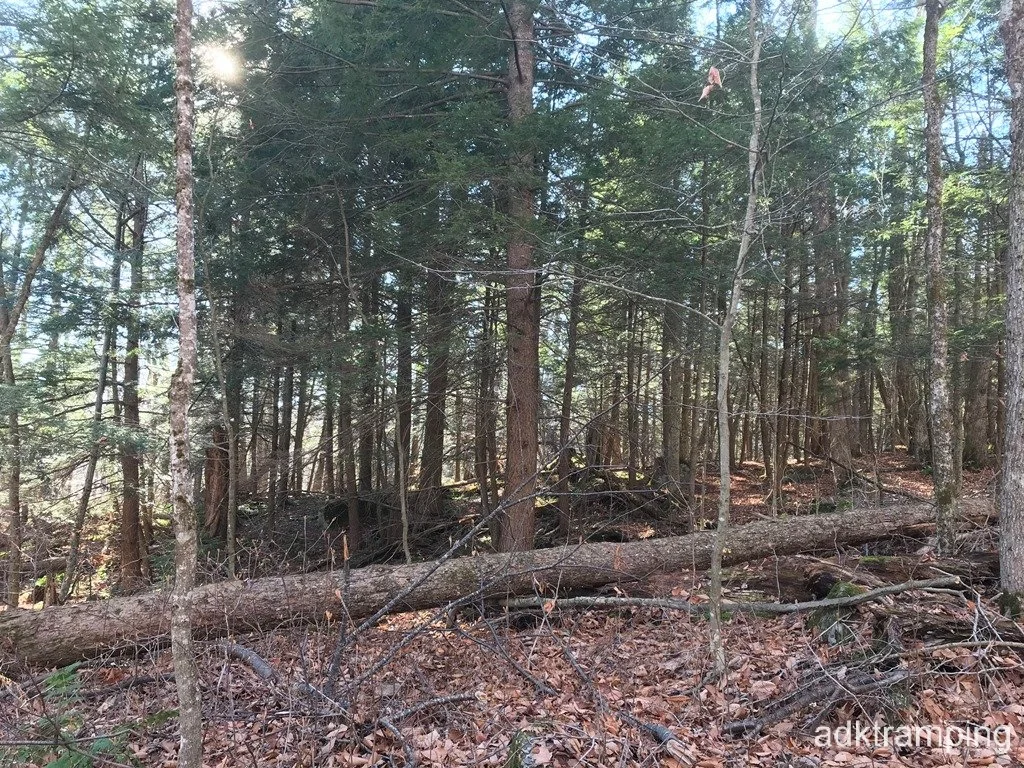 Grove of softwoods.