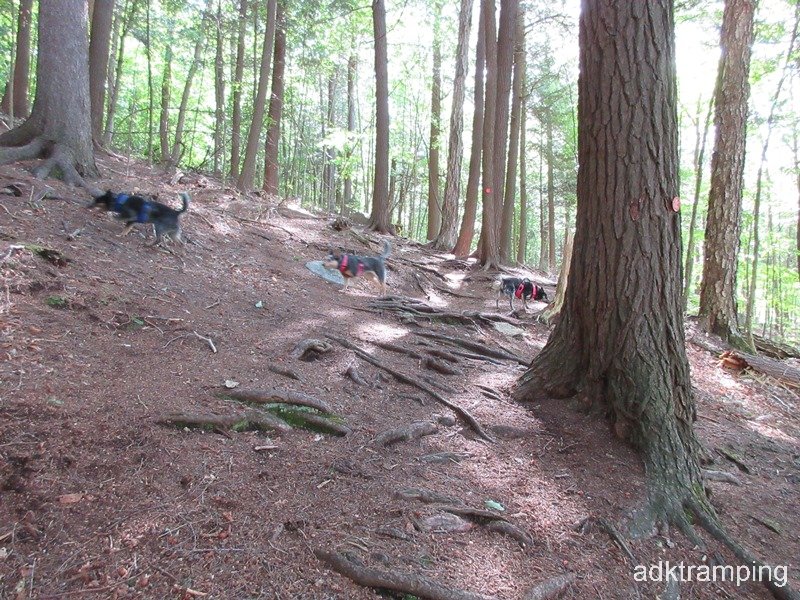 In the beginning, open pine forest