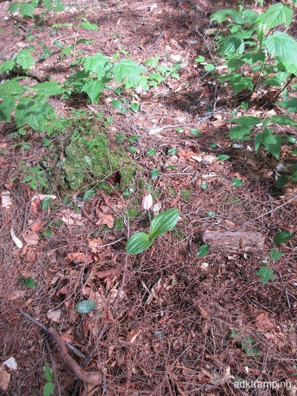 Lone pink Lady Slipper