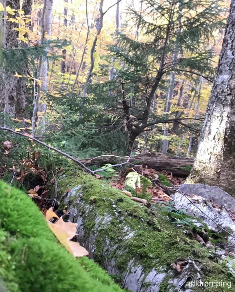 Lots of moss