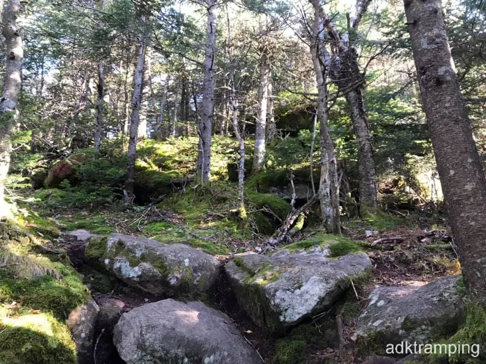 Moss-scape