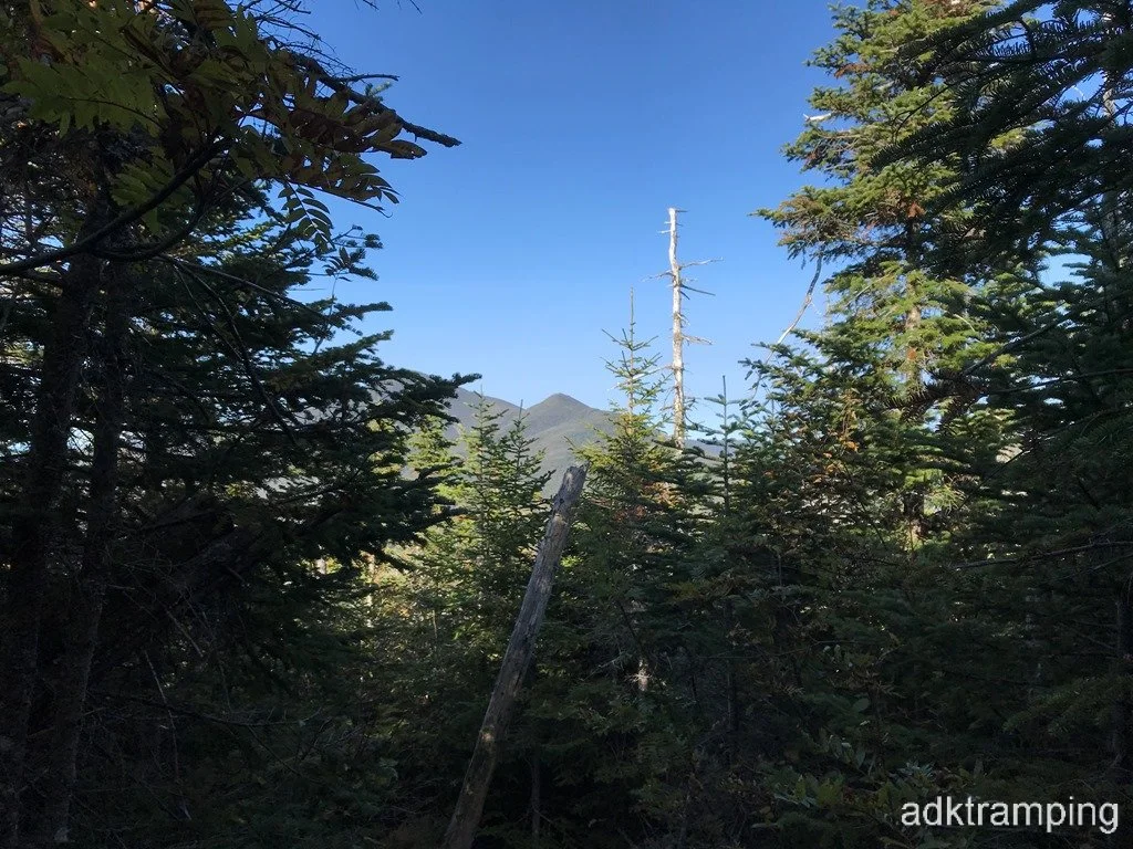 Sinking into the woods
