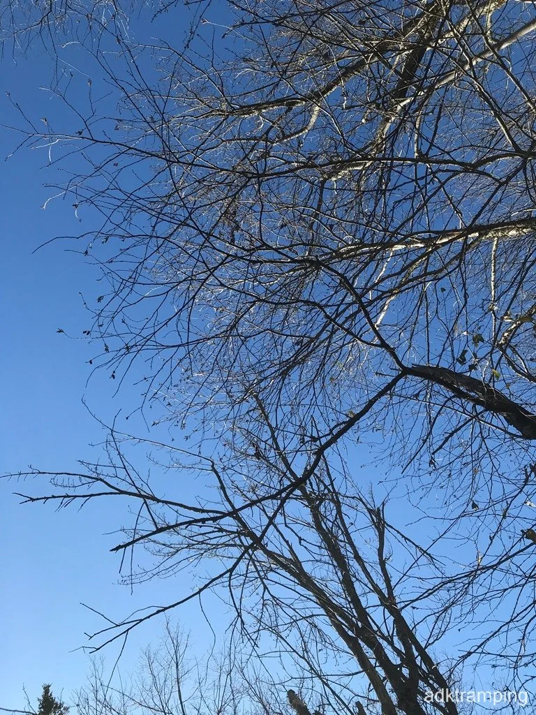 Spooky tree