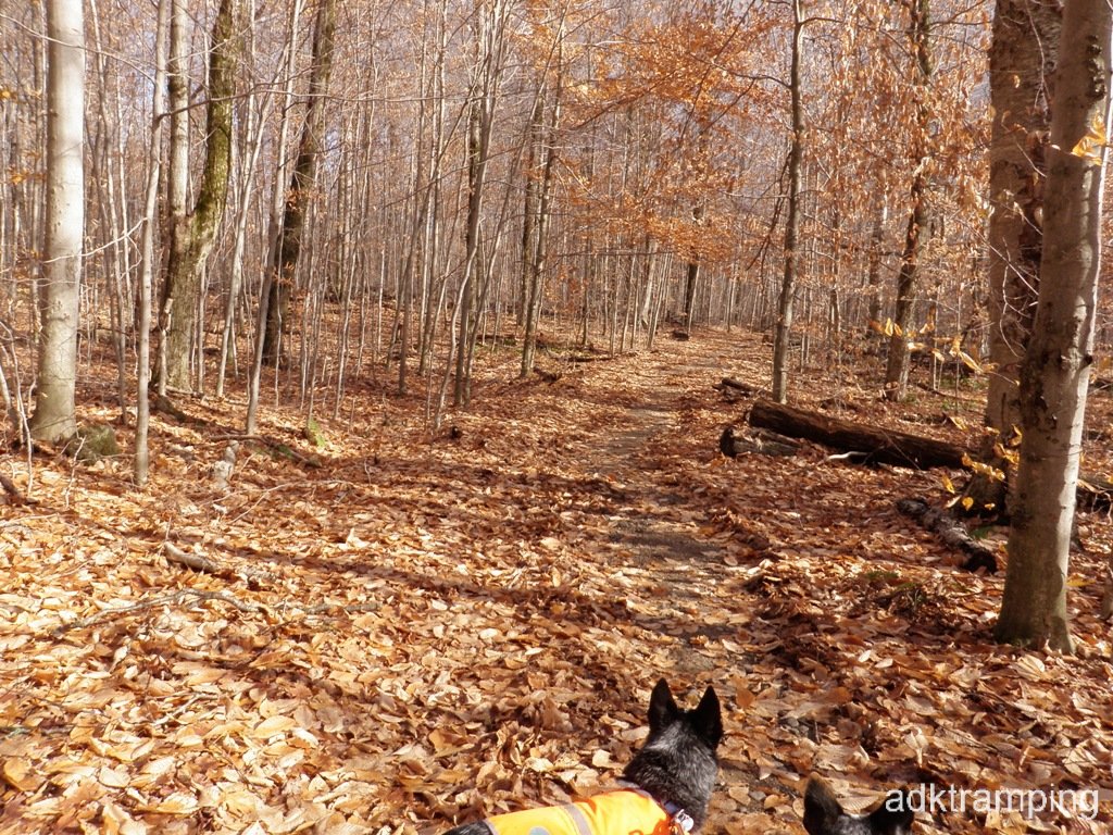 Trail starting to narrow up
