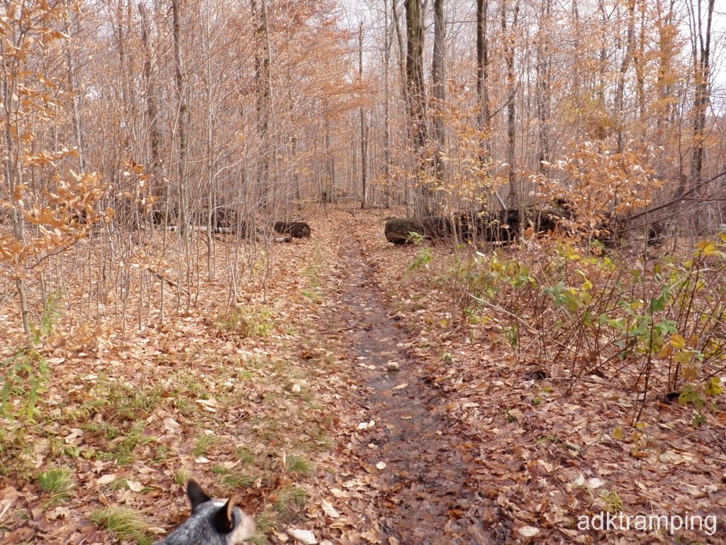 Well trodden path